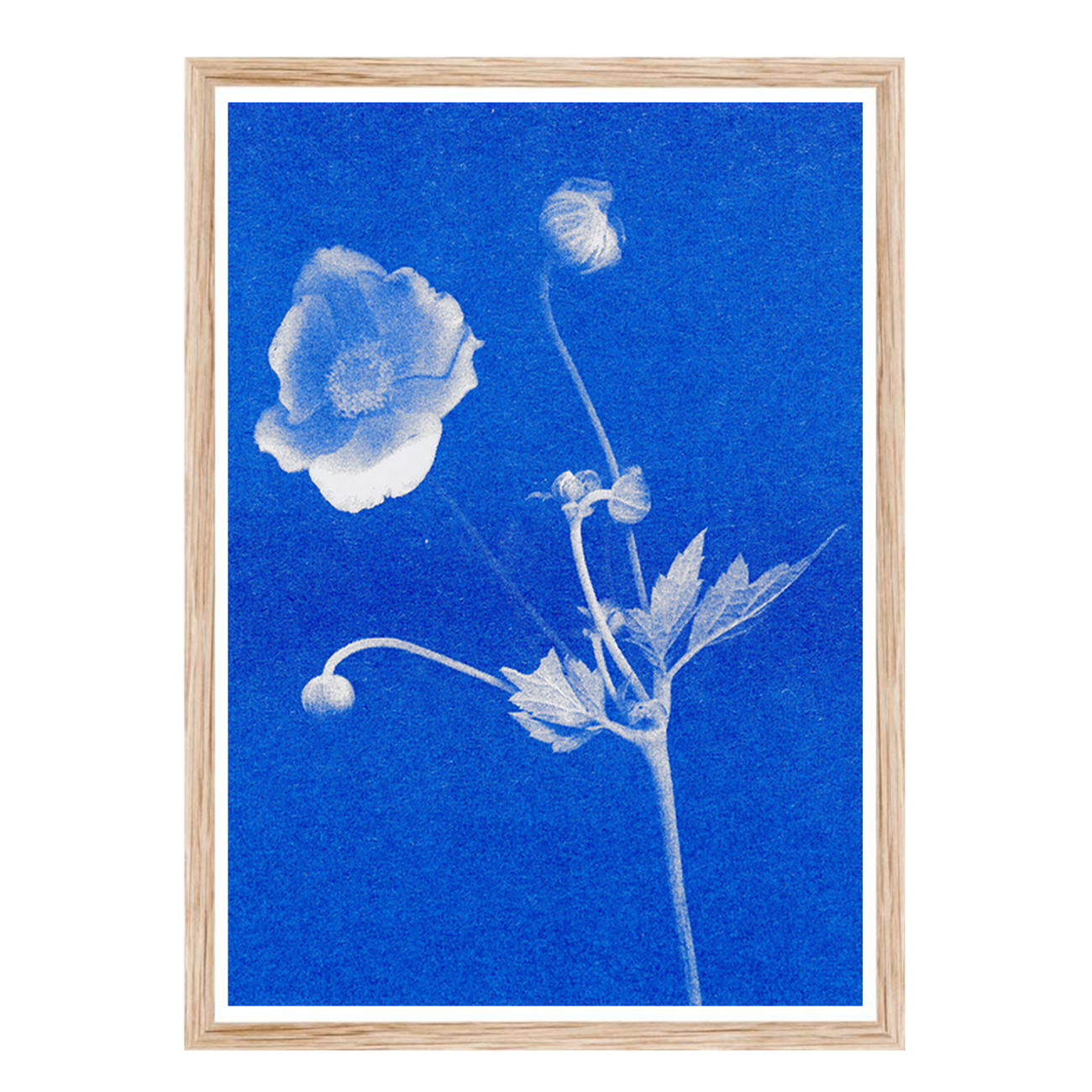 Artprint Anemone | Risograph Print