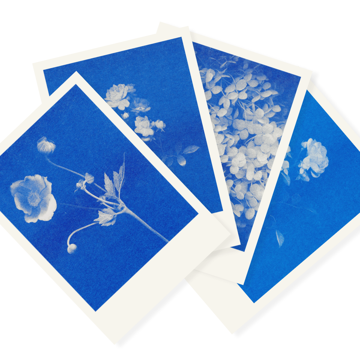 Blaublütiges Quartett | 4 Floral Risograph Postcards
