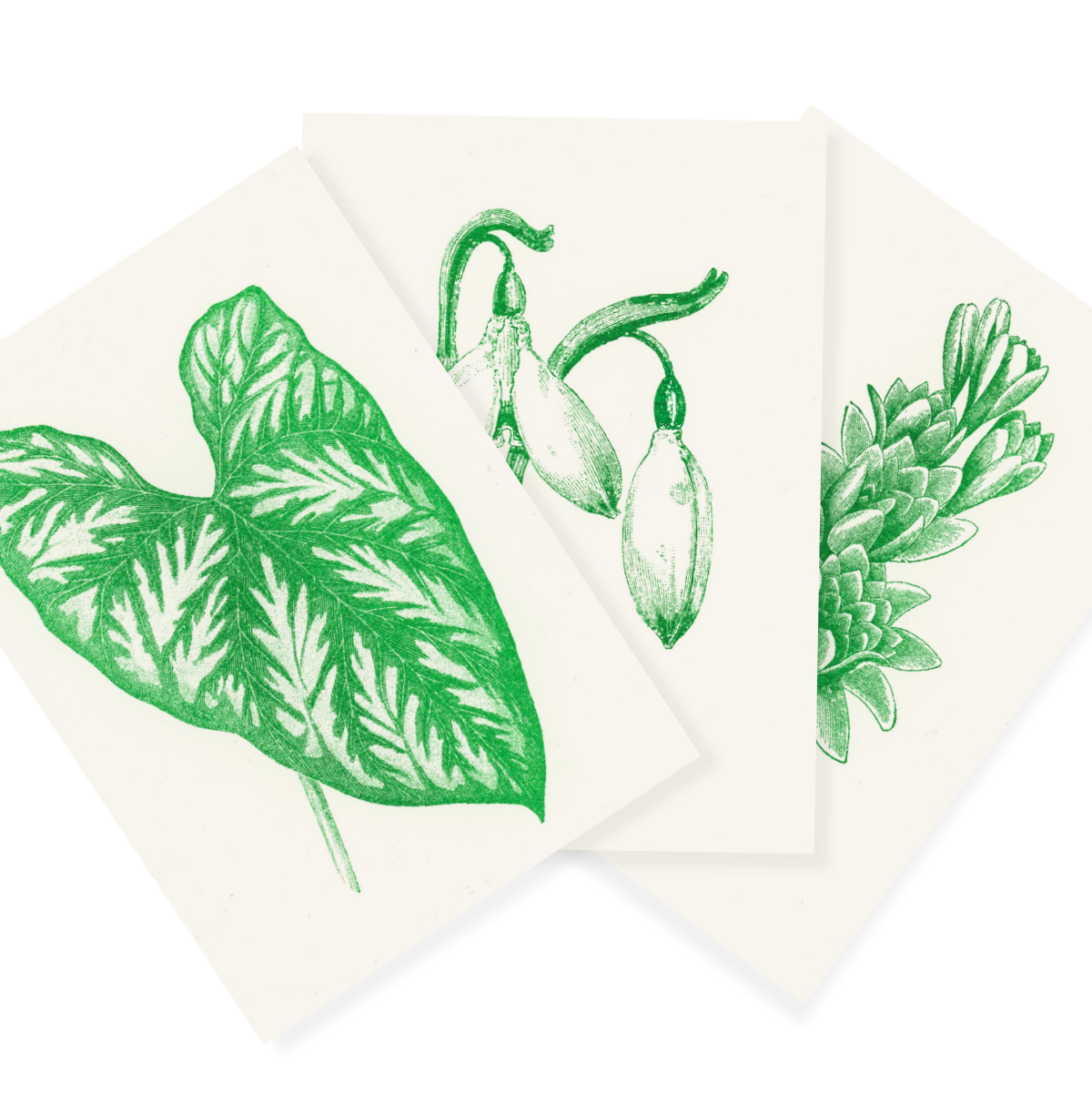 Immergrün | Evergreen | 3 Risograph Postcards